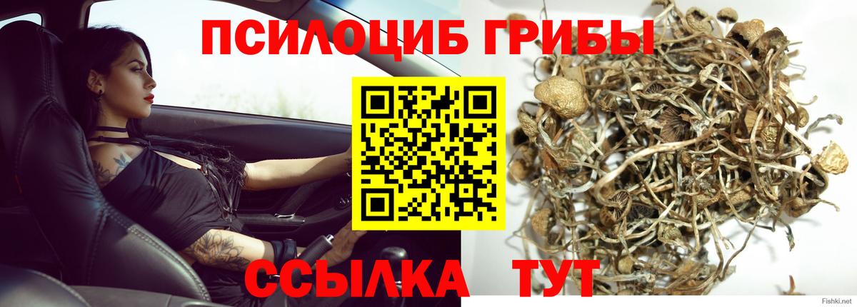 Галлюциногенные грибы Magic Shrooms  Вход с VPN  Кузнецк  Галлюциногенные грибы прущие грибы 